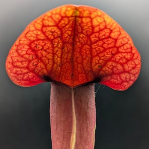 Red American Pitcher Plant (S. x catesbaei)