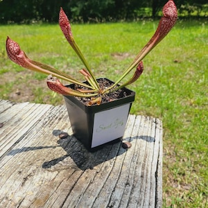 May include: A red and green carnivorous plant in a black pot with the label "Sweet Lily's" on the side. The plant is sitting on a weathered wooden surface.