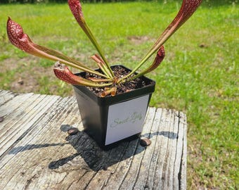S. Scarlet Belle - Shipped with or without pot and soil, semi-bare root with leaves still attached - American Pitcher Plant