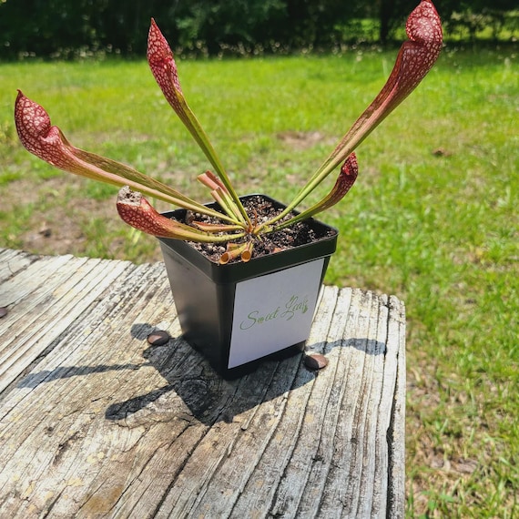 S. Scarlet Belle - Shipped With or Without Pot and Soil, Semi-bare Root  With Leaves Still Attached - American Pitcher Plant - Etsy