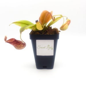 Small Size N. 'Gaya' hybrid - Carnivorous Bug Eating Pitcher Plants - Live POTTED plant - NOT a cutting - NOT bare root