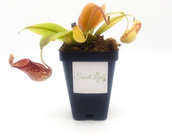 Small Size N. 'Gaya' hybrid - Carnivorous Bug Eating Pitcher Plants - Live POTTED plant - NOT a cutting - NOT bare root