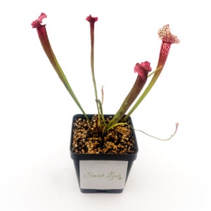 May include: A small potted carnivorous plant with four red and white pitcher-shaped traps. The plant is in a black square pot with brown soil and a white label that says "Sweet Leaf".