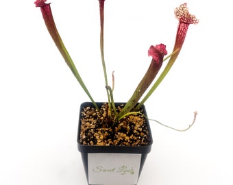 American Pitcher Plant - S. Juthatip Soper - Carnivorous Plant