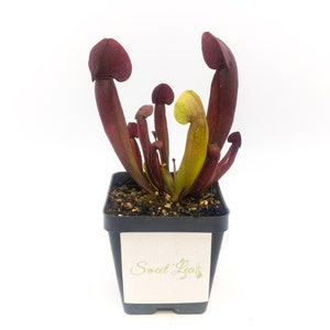 S. x catesbaei - 'Red' - Shipped with or without pot and soil, semi-bare root with leaves still attached - American Pitcher Plant