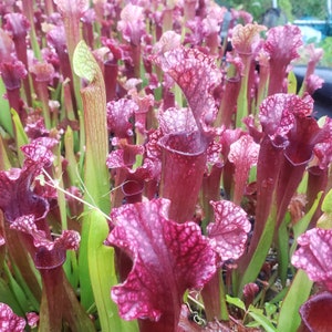 May include: A close-up of a group of carnivorous pitcher plants. The plants have deep burgundy pitchers with white veining and green leaves. The plants are in a garden setting.