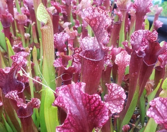 S. Judith Hindle - Shipped with or without pot and soil, semi-bare root with leaves still attached - American Pitcher Plant