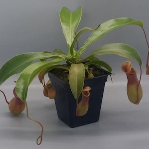 Medium Size N. ventrata - &#39;Alata&#39; hybrid Carnivorous Bug Eating Pitcher Plants - Live POTTED plant - NOT a cutting - NOT bare root