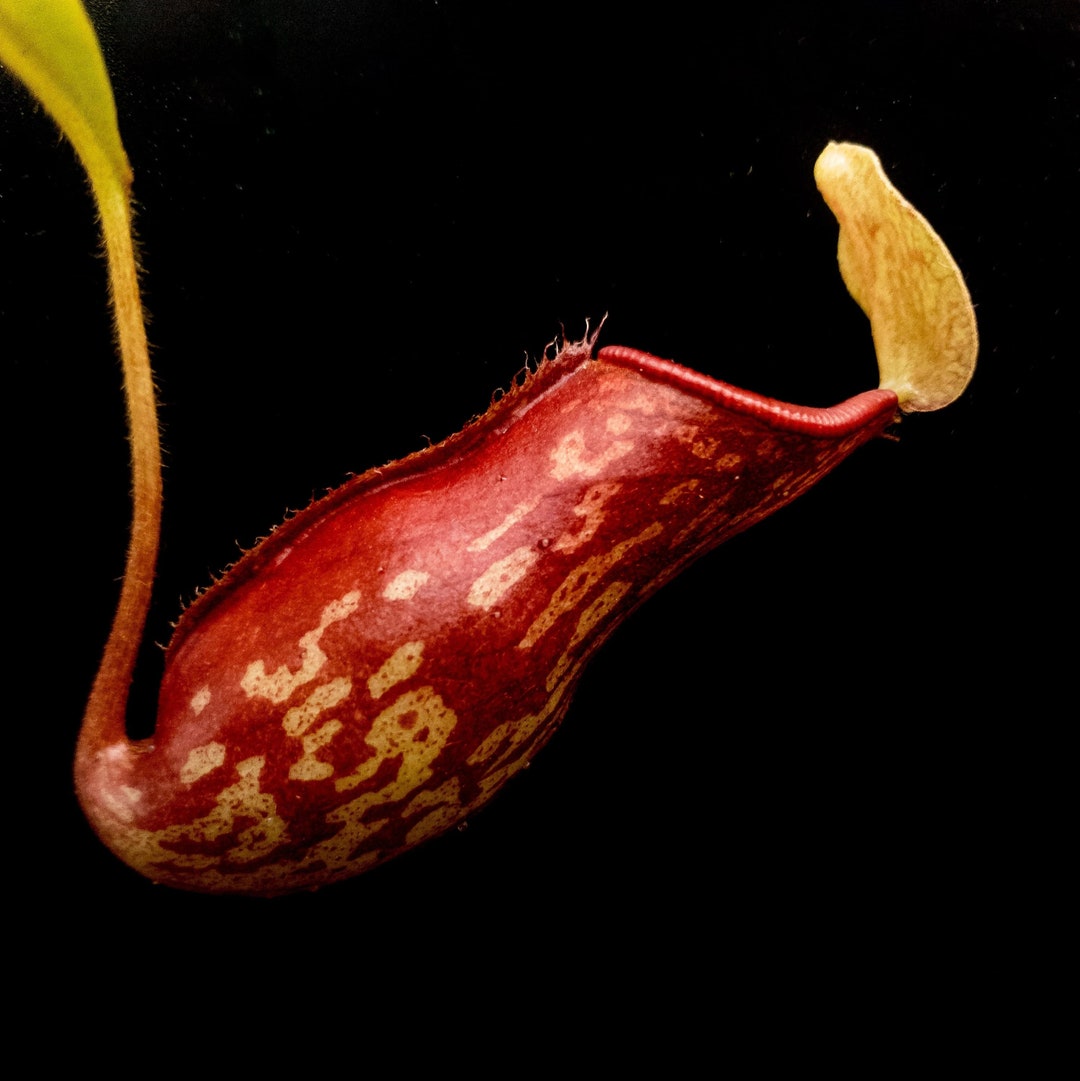 Small Size N. 'gaya' Hybrid - Carnivorous Bug Eating Pitcher Plants ...