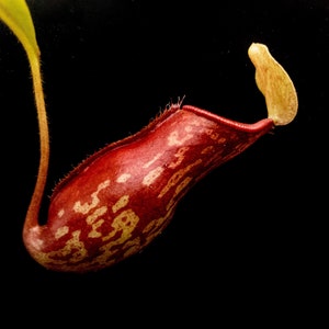 May include: A close-up of a maroon pitcher plant with a speckled pattern in shades of tan and cream. The plant has a curved, elongated shape with a small, rounded lid. A thin, yellow-green stem and leaf extend from the top.