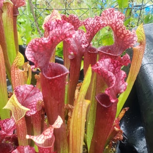 S. Judith Hindle - Shipped with or without pot and soil, semi-bare root with leaves still attached - American Pitcher Plant