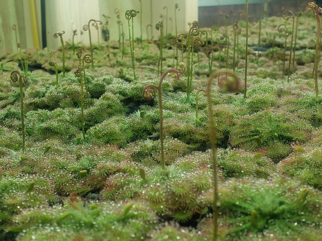 Sundew Roots D. Spatulata - Sundew - Spoon-leaved Sundew - Fully Rooted POTTED Plant ...