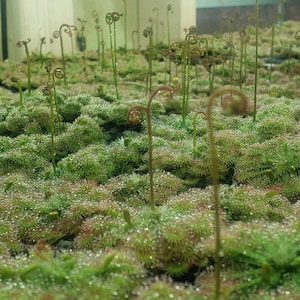 D. spatulata - Sundew - Spoon-leaved Sundew - Fully rooted POTTED plant - Not Bare Root