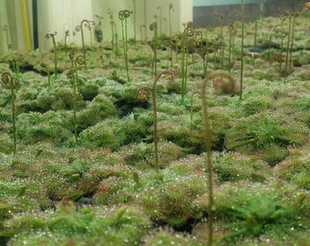 D. spatulata - Sundew - Spoon-leaved Sundew - Fully rooted POTTED plant - Not Bare Root