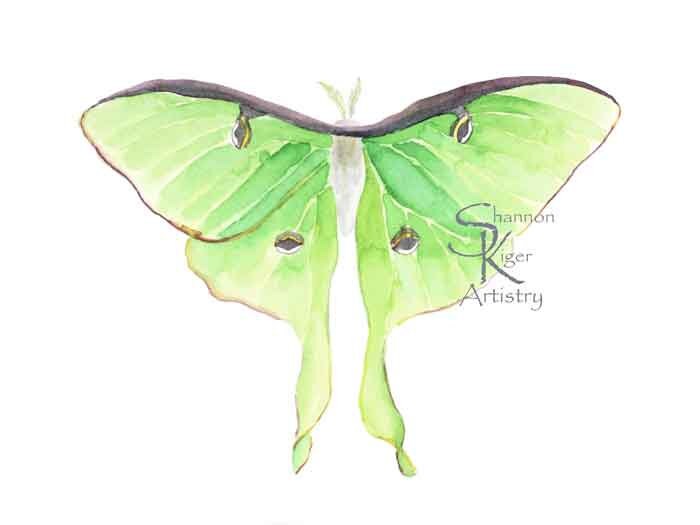 Luna Moth Art Print Moth Watercolor Colorful Butterfly Wall - Etsy