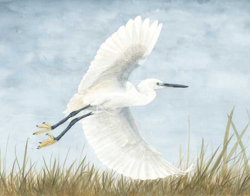 White Egret Original Watercolor Fine Art Print, Egret Painting, Heron ...