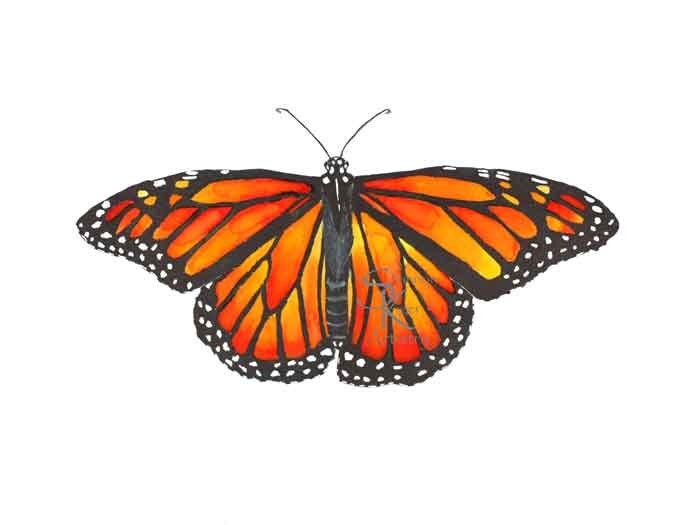 Monarch Butterfly Art Print, Watercolor Painting Butterfly Wall Art ...