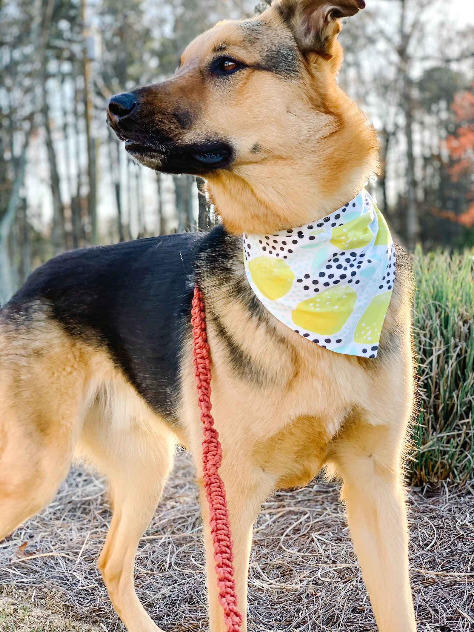 Zitrone Hund Bandana über den Kragen oder Krawatte Hund Etsy