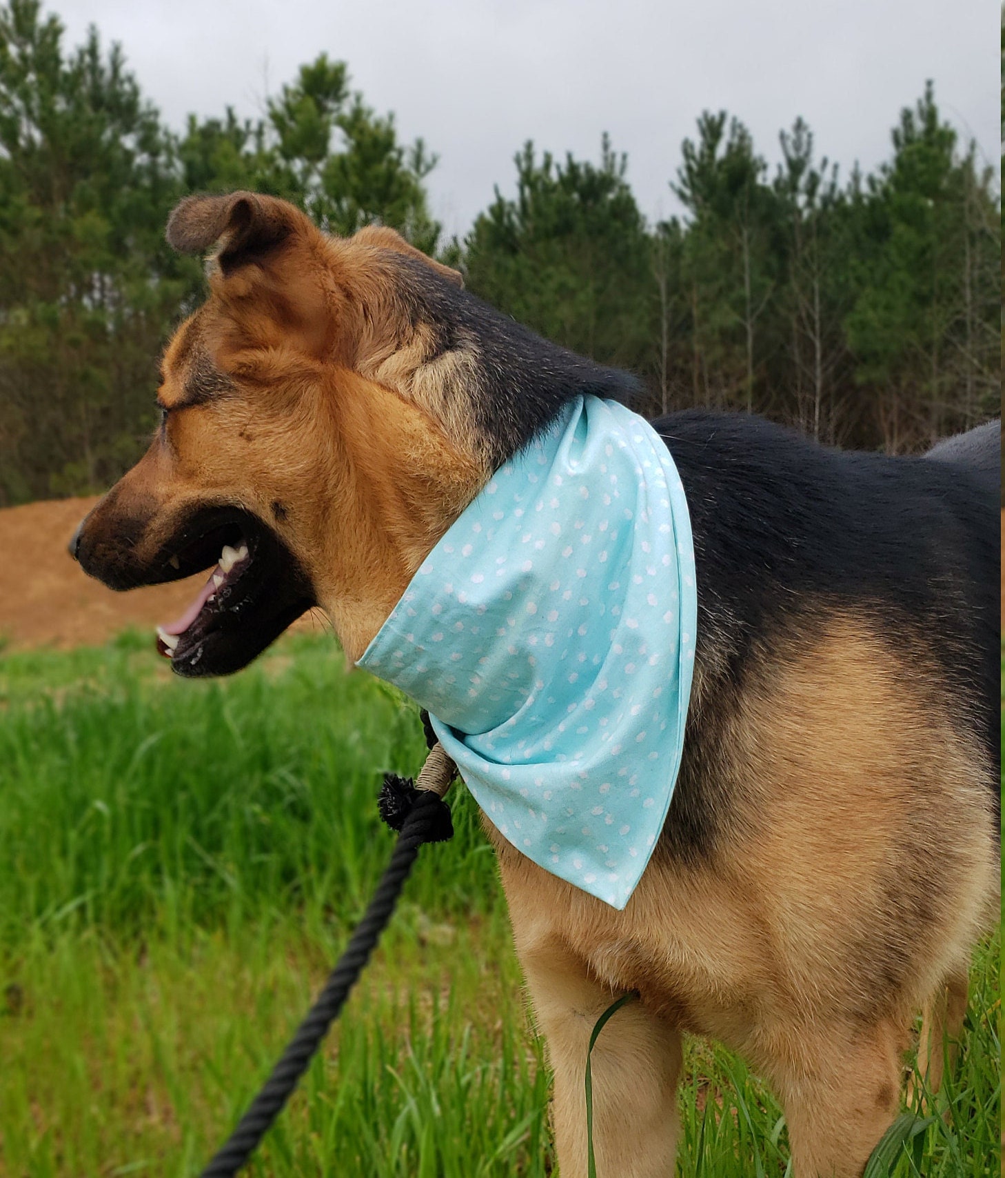Light Blue Dog Bandanasummer Dog Bandanaover the Collar Dog Etsy