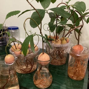 Dwarf Avocado Plant - Etsy