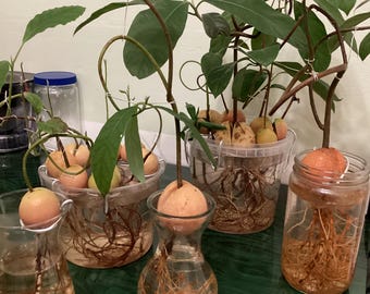 cinnamon powder for plants Ground Ceylon Cinnamon – Valhalla Farms West Florida LLC main image 1