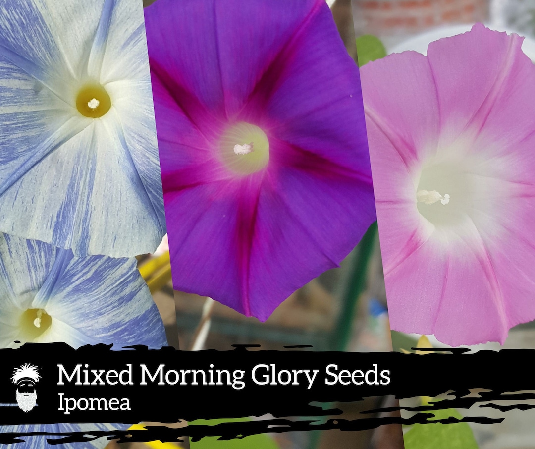 20 Mixed Morning Glory Seeds Ipomea Heavenly Blue von Etsy.de