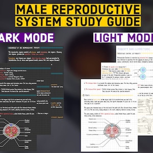 Système reproducteur masculin | 11 pages | Téléchargement numérique