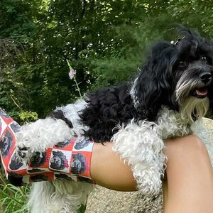 K&ouml;nnte beinhalten: Ein schwarz-wei&szlig;er Hund mit flauschigem Fell sitzt auf dem Bein einer Person. Die Person tr&auml;gt Socken mit einem Muster aus schwarzen und wei&szlig;en Hunden auf einem rot-wei&szlig; karierten Hintergrund.