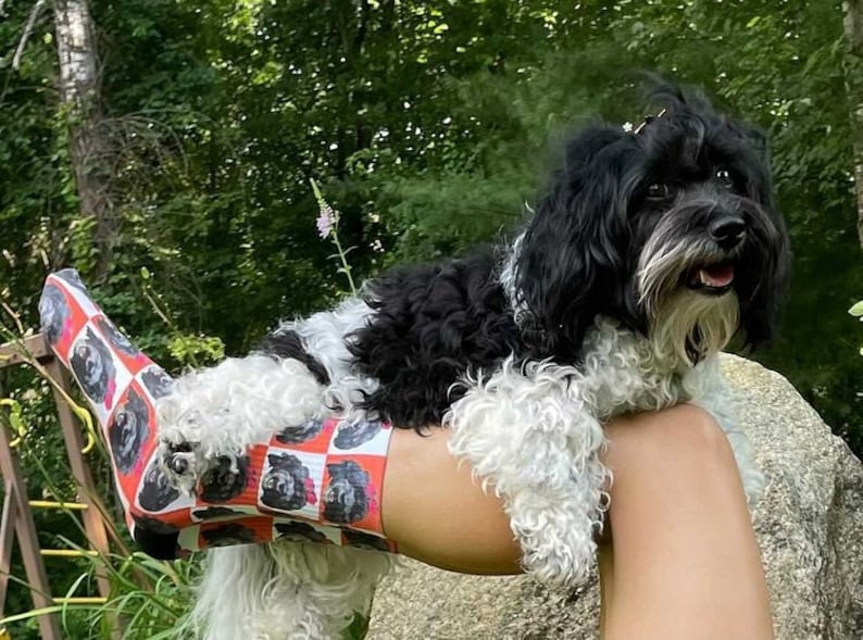 K&ouml;nnte beinhalten: Ein schwarz-wei&szlig;er Hund mit flauschigem Fell sitzt auf dem Bein einer Person. Die Person tr&auml;gt Socken mit einem Muster aus schwarzen und wei&szlig;en Hunden auf einem rot-wei&szlig; karierten Hintergrund.