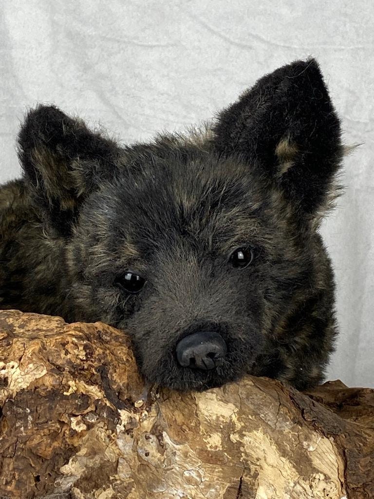 One Available Now / Realistic Black Wolf Cub / Lifesize Young Etsy UK