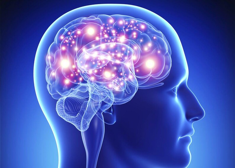 May include: A digital illustration of a human head in profile, rendered in shades of blue. The brain is visible inside the skull, featuring glowing white and pink light points that represent neural activity and connections within the organ.