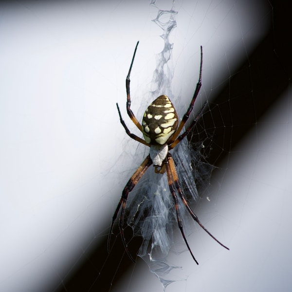 Garden spider