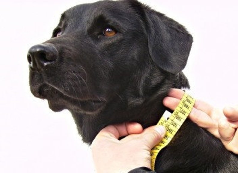Acionna Celtic Viking dog collar