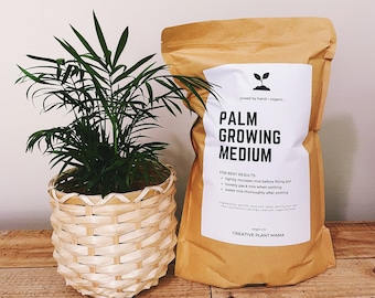 dracaena draco seeds Fresh Dragon Blood Tree seeds (Dracaena Draco) main image 0