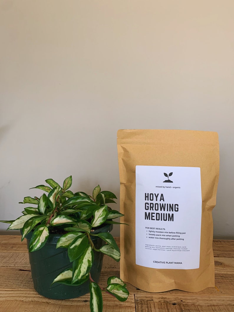 May include: A potted Hoya plant with green and white variegated leaves sits next to a brown paper bag labeled "HOYA GROWING MEDIUM" with instructions. The bag is from "CREATIVE PLANT MAMA". The plant pot is dark green.