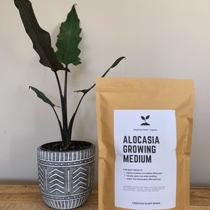 May include: An Alocasia plant in a decorative gray and white pot next to a brown paper bag of Alocasia Growing Medium. The bag has a white label with the text "Alocasia Growing Medium" and "Creative Plant Mama".