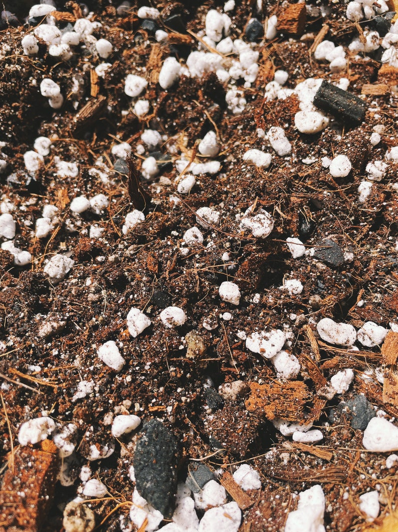 ZZ Plant Soil Mix Custom Organic Houseplant Growing Medium Etsy