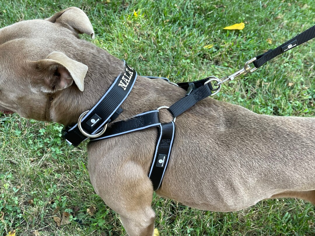 Collar, Harness and Leash Matching Set With Neoprene Backed