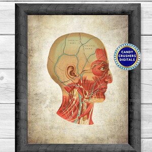 Anatomical Drawing Head - Anatomy Print - Anatomy Art - Structure Printing - Medical Art - Medical Print - INSTANT DOWNLOAD - PRINTABLE - 17