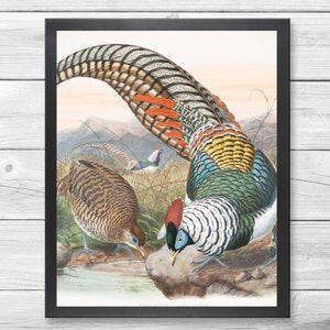 Pheasant Art - Pheasant Print - Bird Picture - Living Room Gift Idea - Bird - INSTANT DOWNLOAD - PRINTABLE - #2