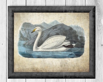 Swan Painting Digital Wall Art Illustration, Swan Print  - Vintage Swan Print - Digital Art Instant Print INSTANT DOWNLOAD - PRINTABLE - 46