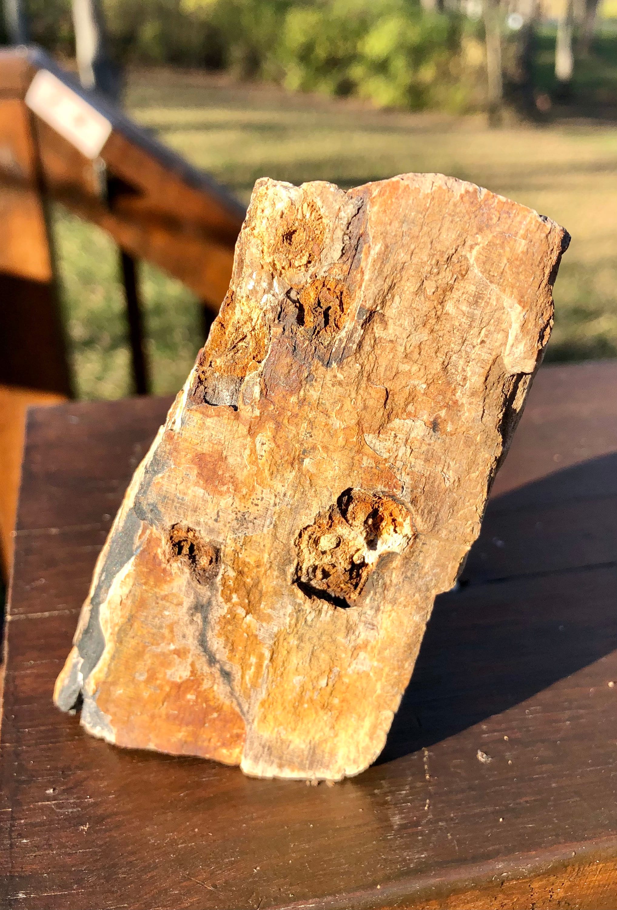 Large Piece Of Petrified Wood Ancient Petrified Wood Etsy