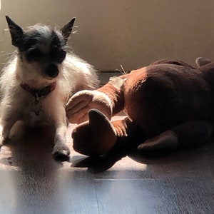 Puede incluir: Un perro chihuahua blanco y negro sentado en un suelo de madera con un juguete de peluche marrón acostado a su lado.