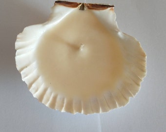 Candle scallop of Brittany: natural with untreated cotton wick - With or without perfume of Grasse