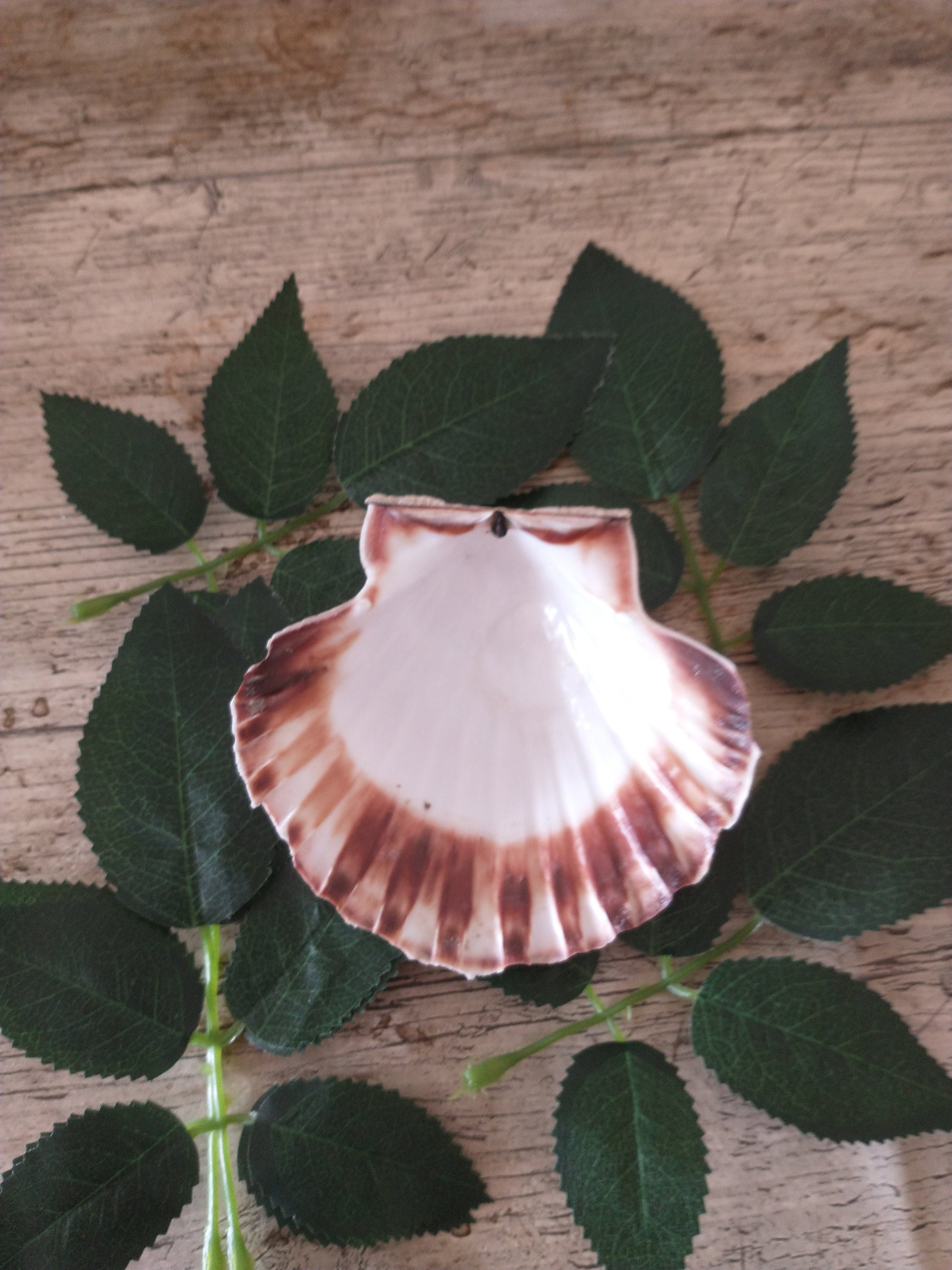 Véritable Coquille Saint-Jacques Bretonne | France