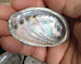 Véritable Coquille d'ormeaux de Bretagne (FRANCE)- Coquilles Ormeaux - Abalone shell - Haliotis - Smudging Bowl