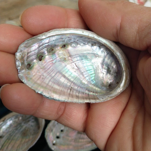 Véritable Coquille d'ormeaux de Bretagne (FRANCE)- Coquilles Ormeaux - Abalone shell - Haliotis - Smudging Bowl