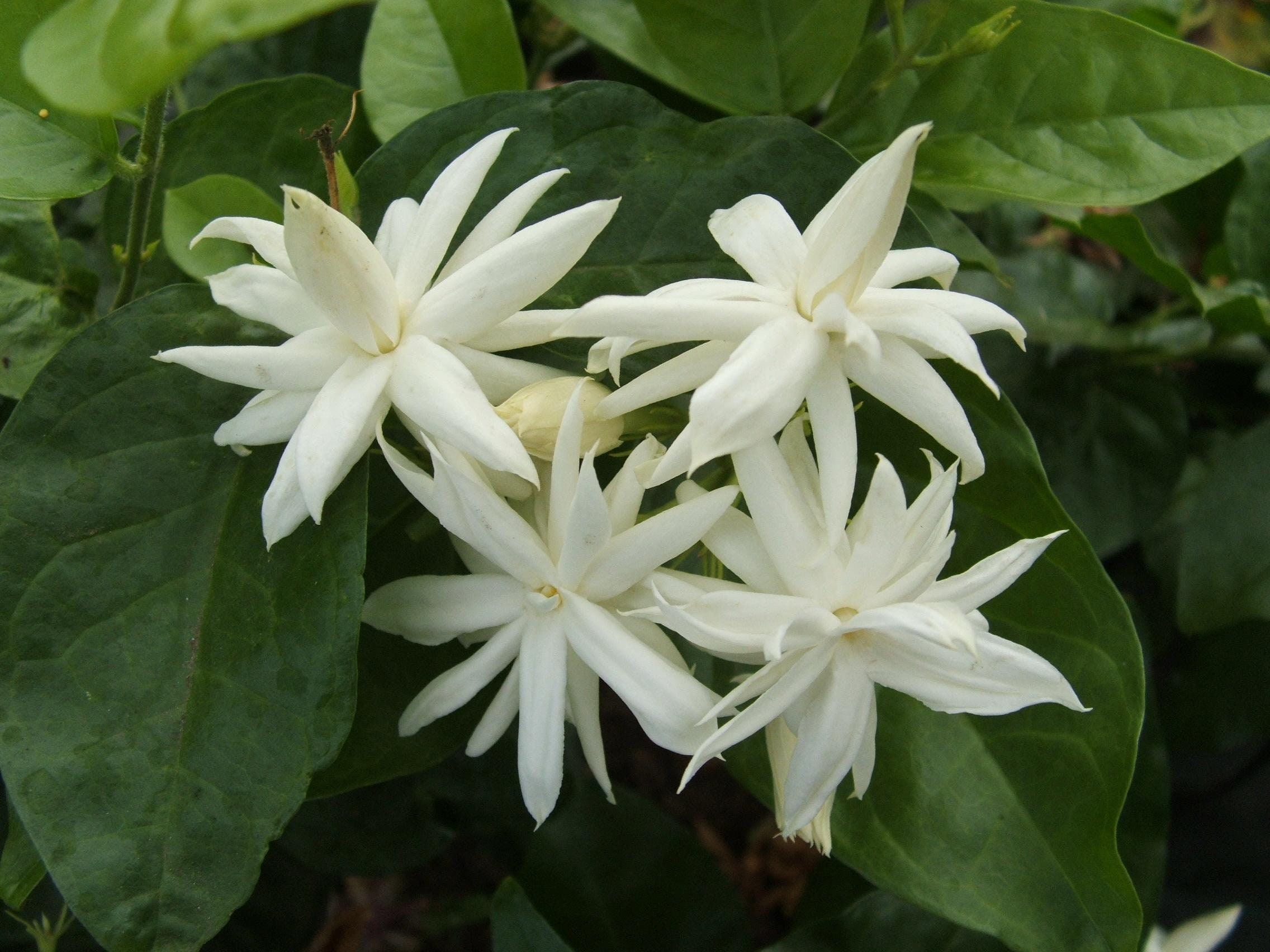 Belle of India jasmine 6Pot plant Etsy
