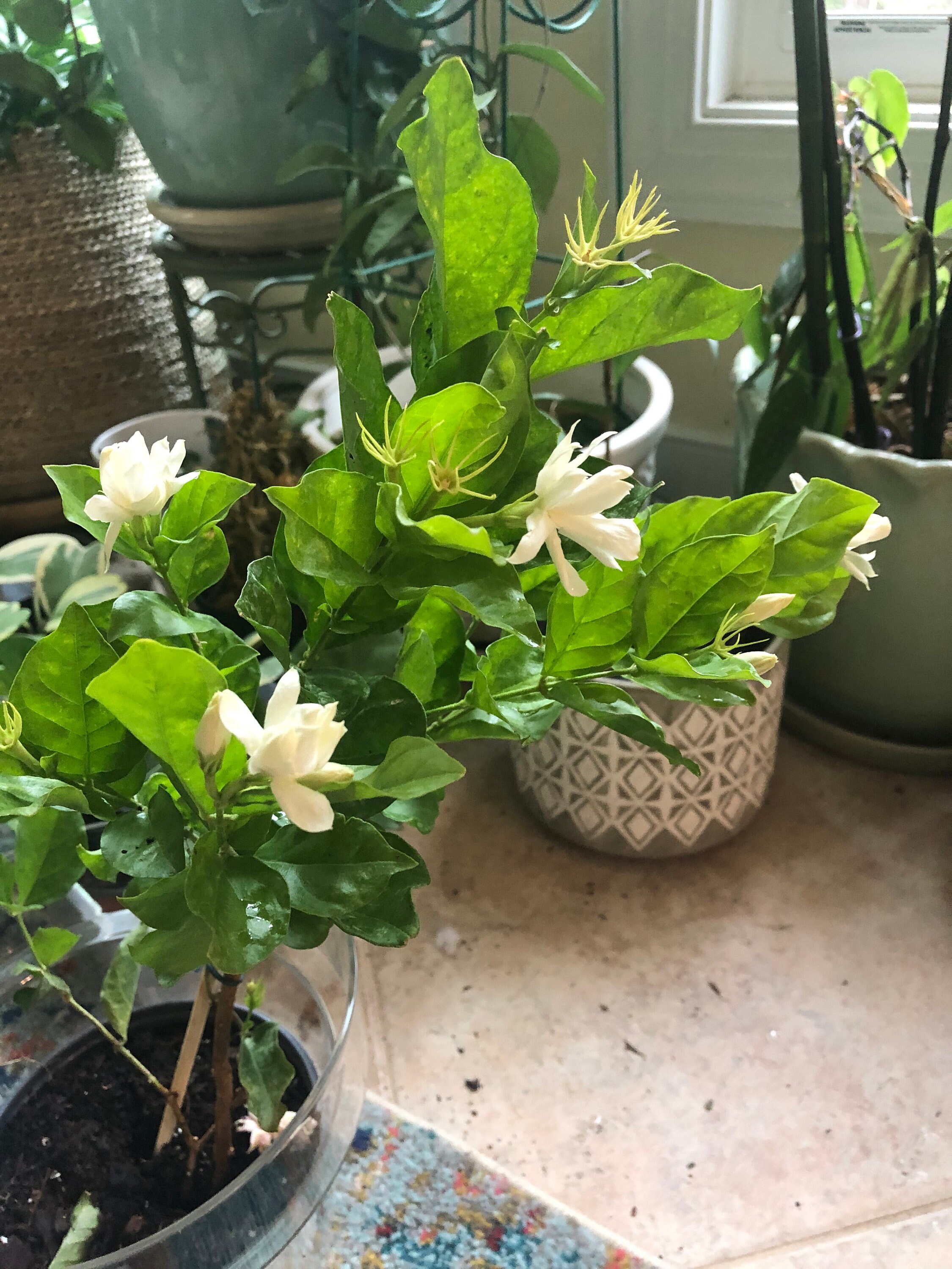 Belle Of India Jasmine 6pot Plant Etsy