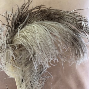 Rare two-tone vintage ostrich feather rare double color cream to brown costumer crafter millinery item hat embellishment
